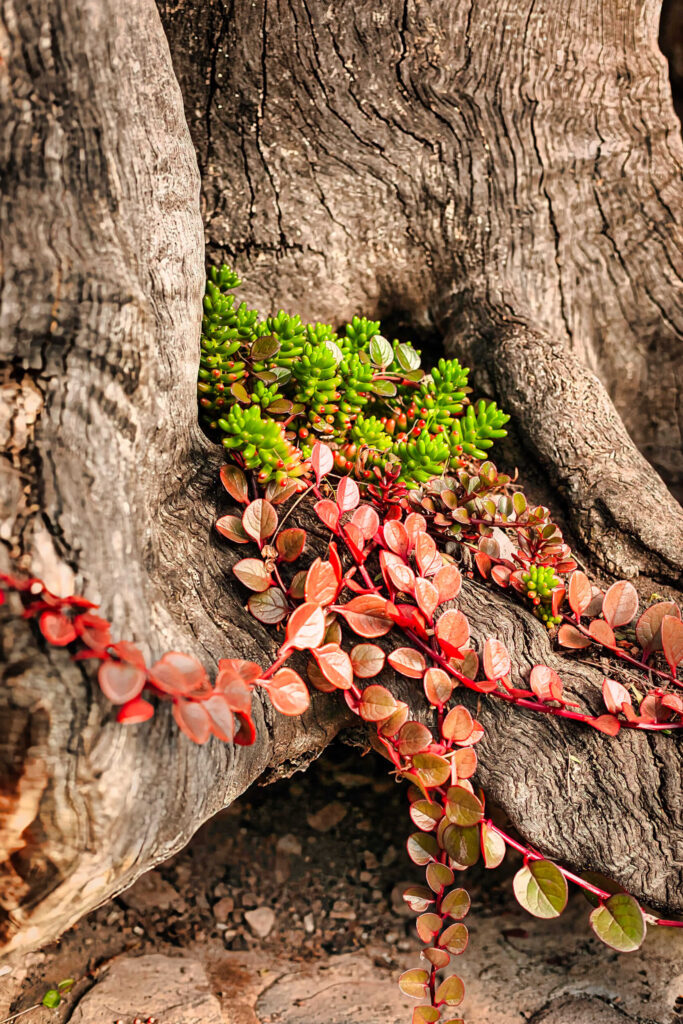 Succulents and vibrant red-leafed vines growing in the crevices of an ancient tree trunk