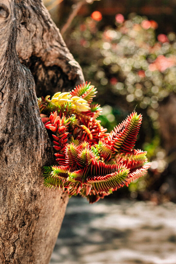 Vibrant red and green succulents nestled in the nook of a tree trunk, bathed in soft sunlight